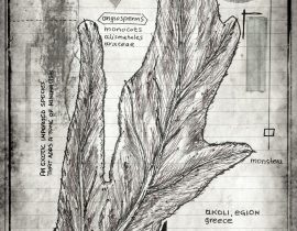 lignum vitae sustinet | plate XI