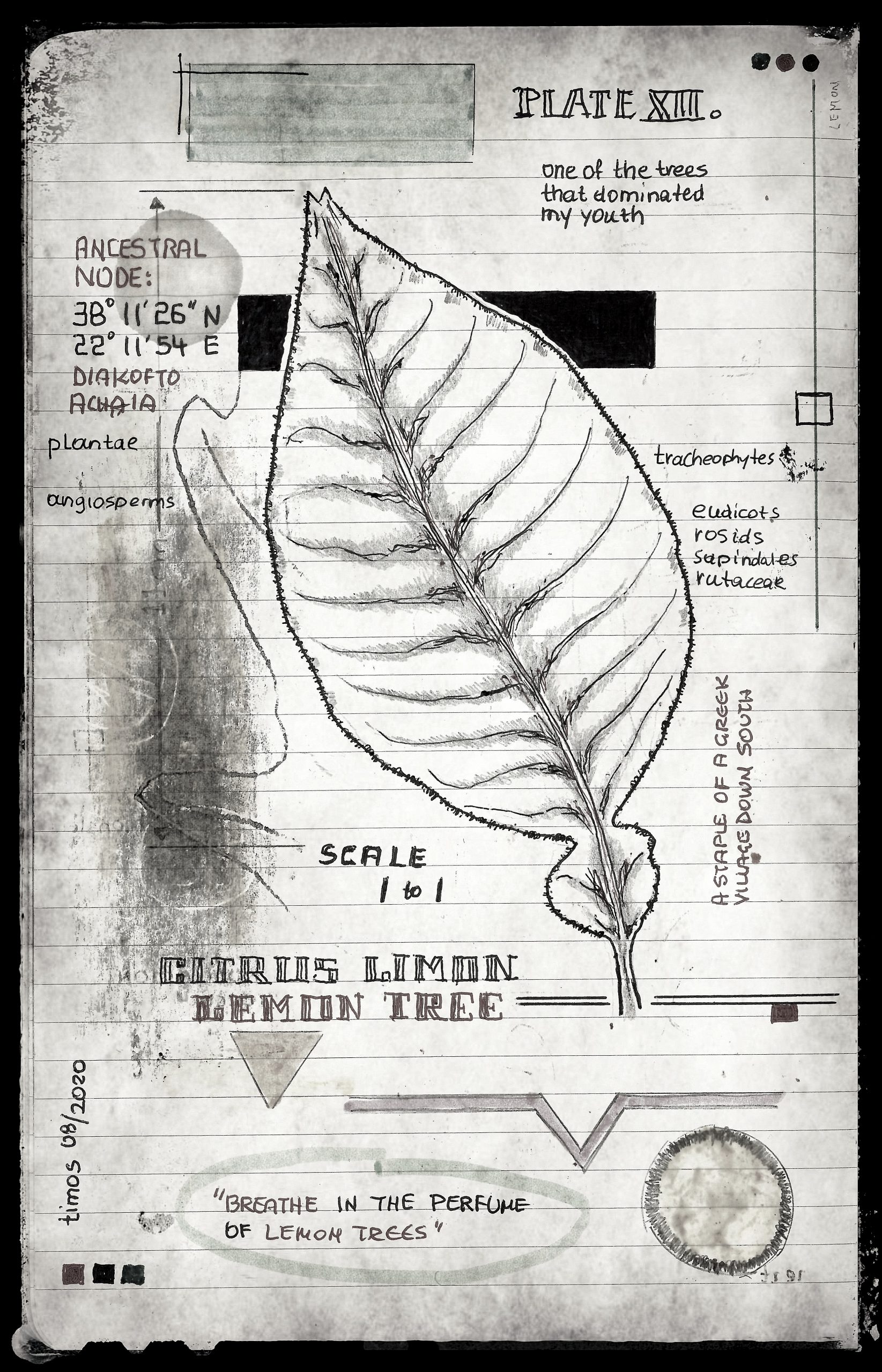 lignum vitae sustinet | plate ΧΙΙ