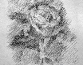 Sketch of a rose