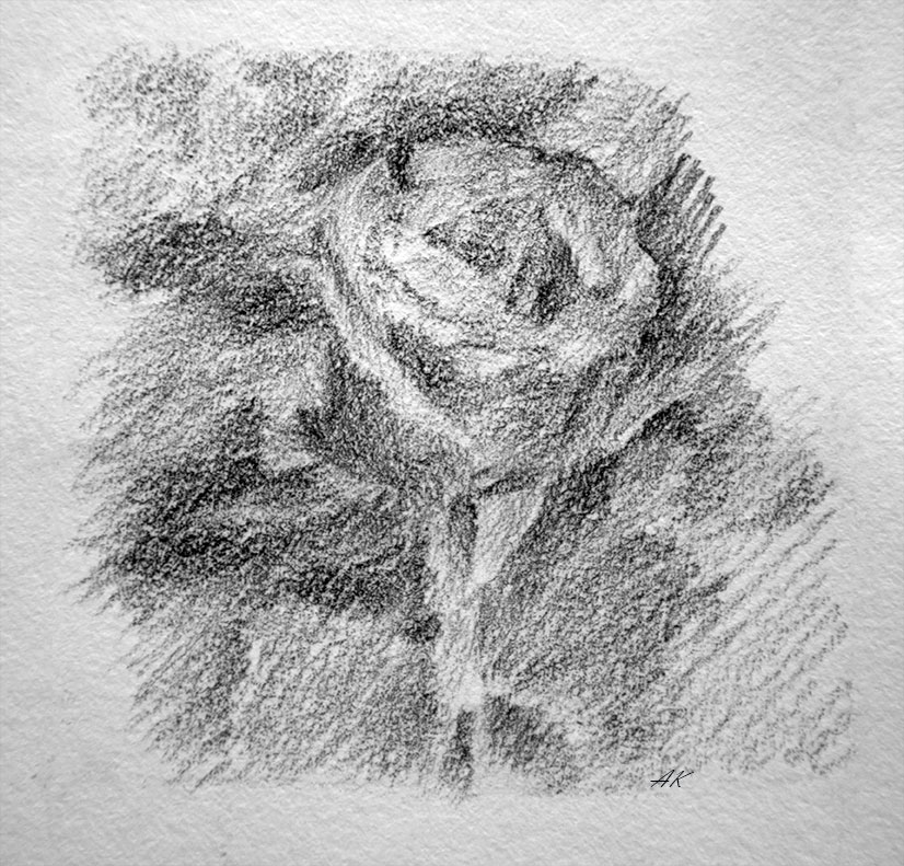 Sketch of a rose