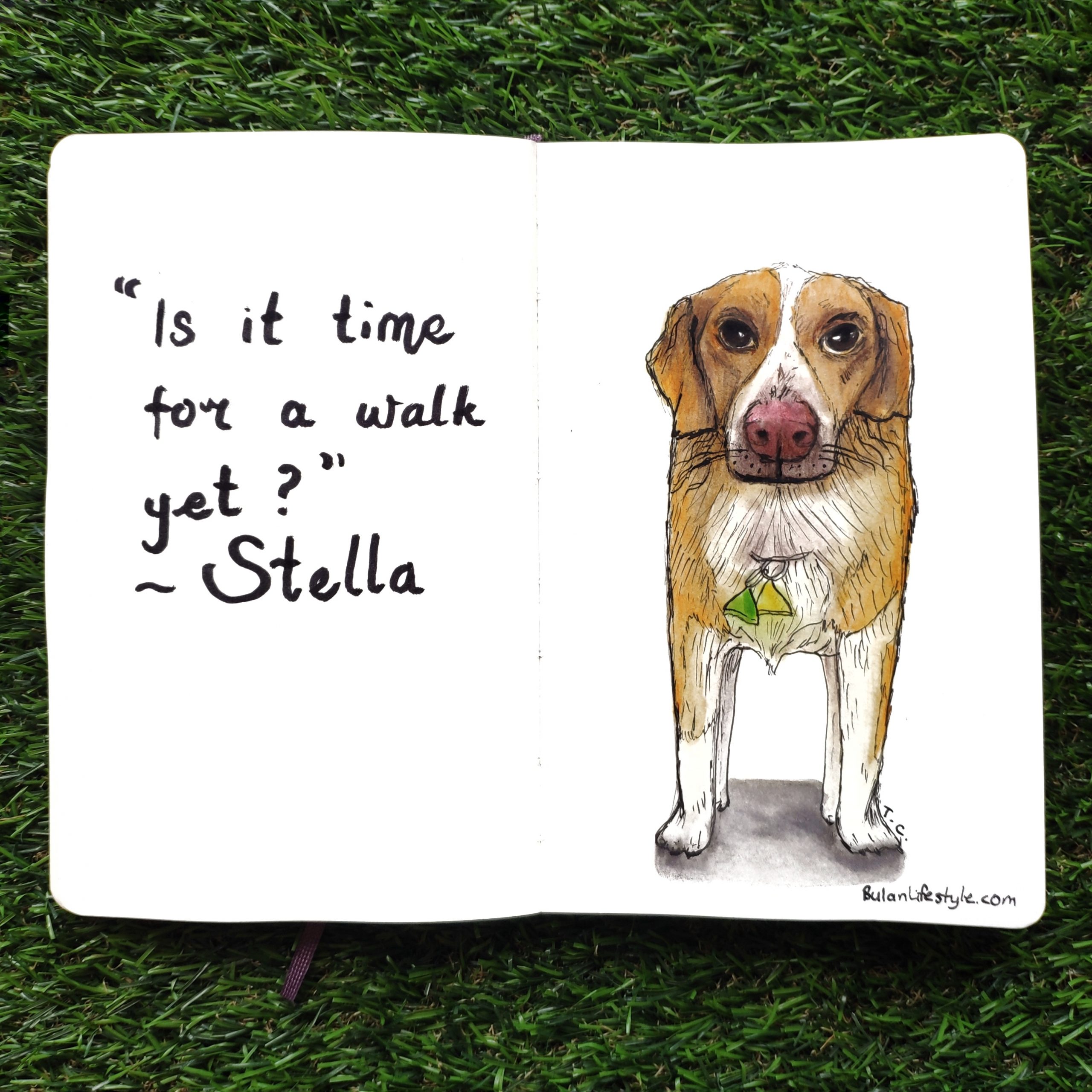 Stella pet portrait