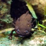 Are Axolotls Good Pets For You?