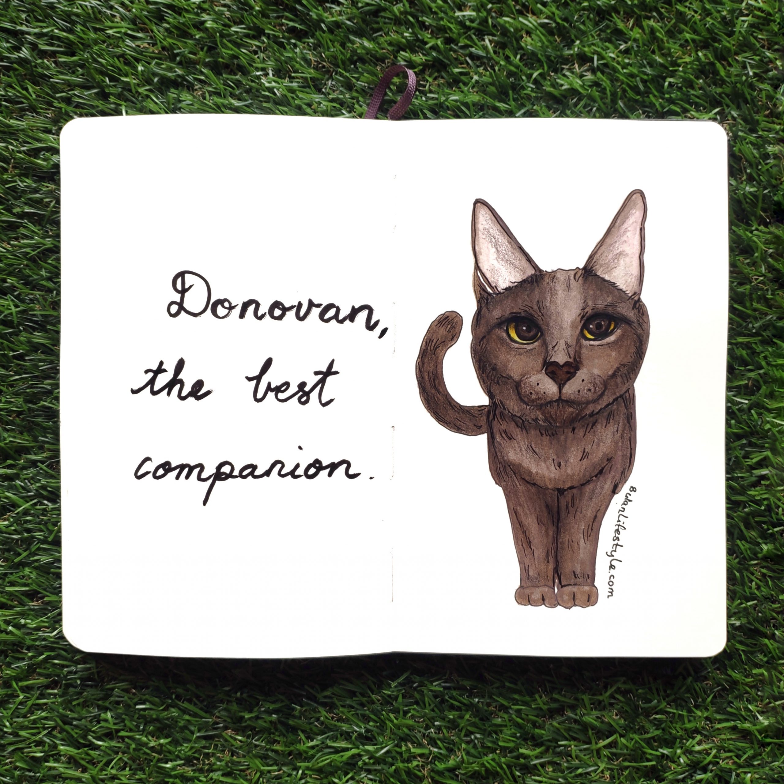 Cat portrait : Donovan