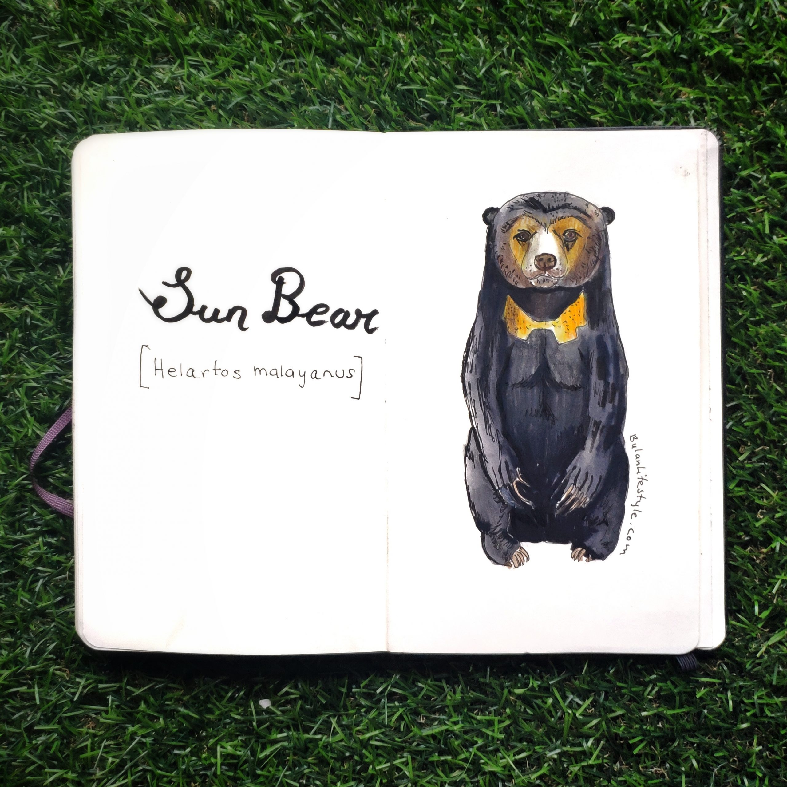 Malayan sun bear