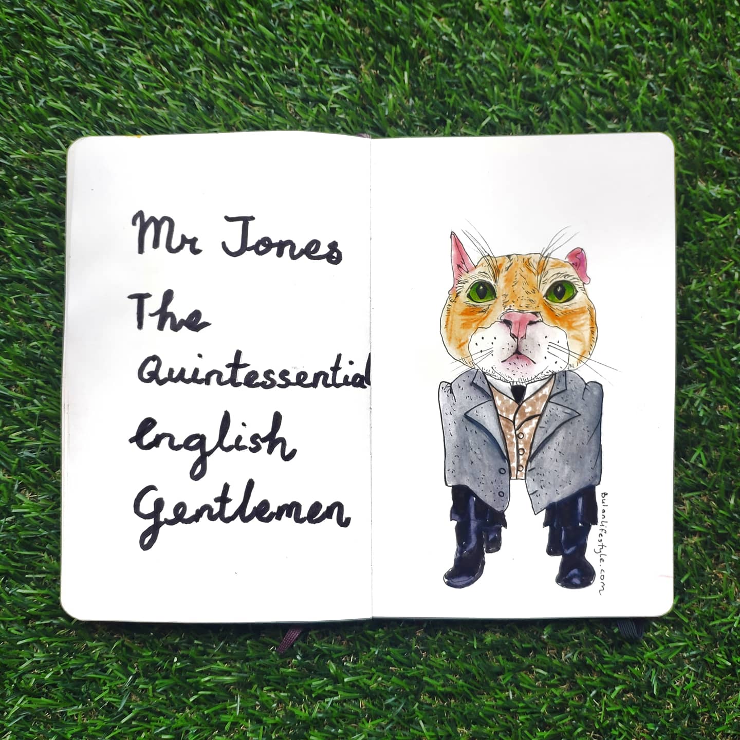 Cat portrait : Mr Jones