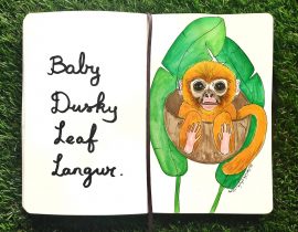 Dusky leaf monkey