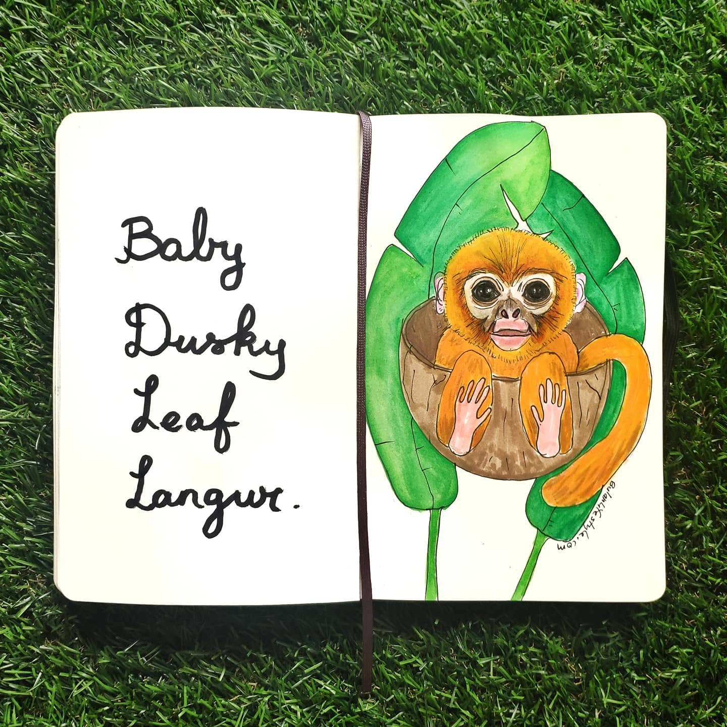 Dusky leaf monkey