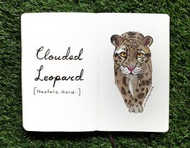 Clouded Leopard