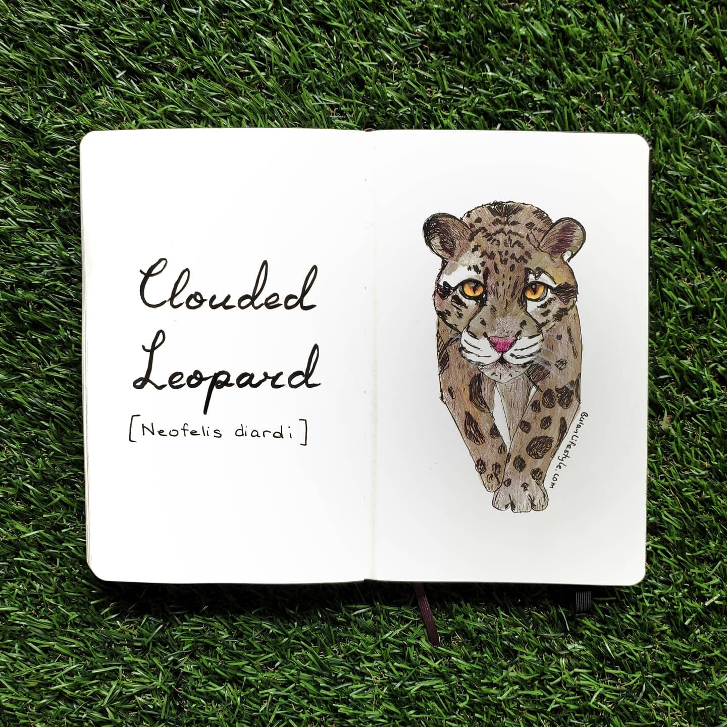 Clouded Leopard