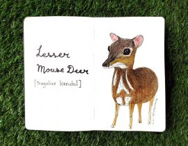 Lesser mouse deer