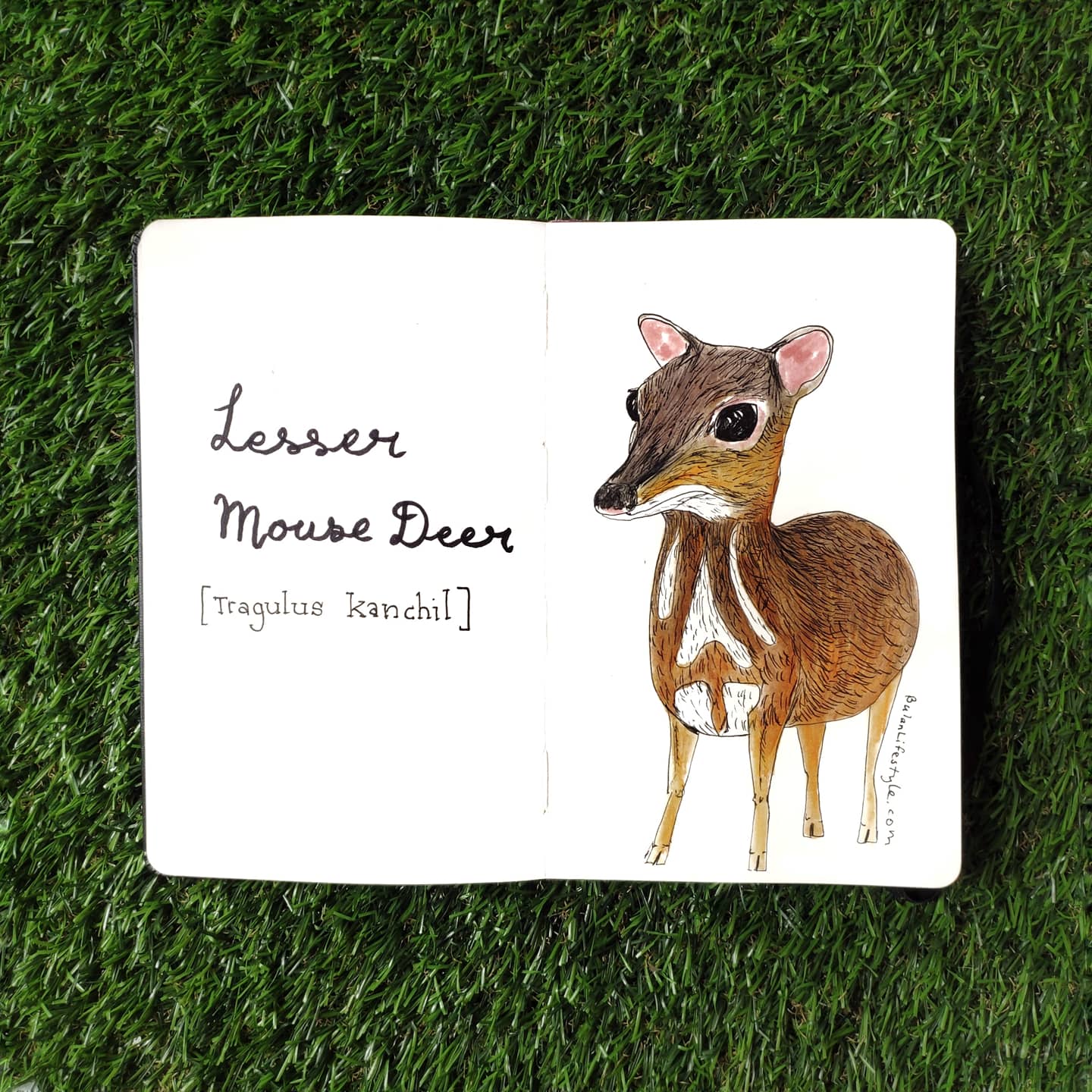 Lesser mouse deer