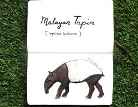 Malayan Tapir