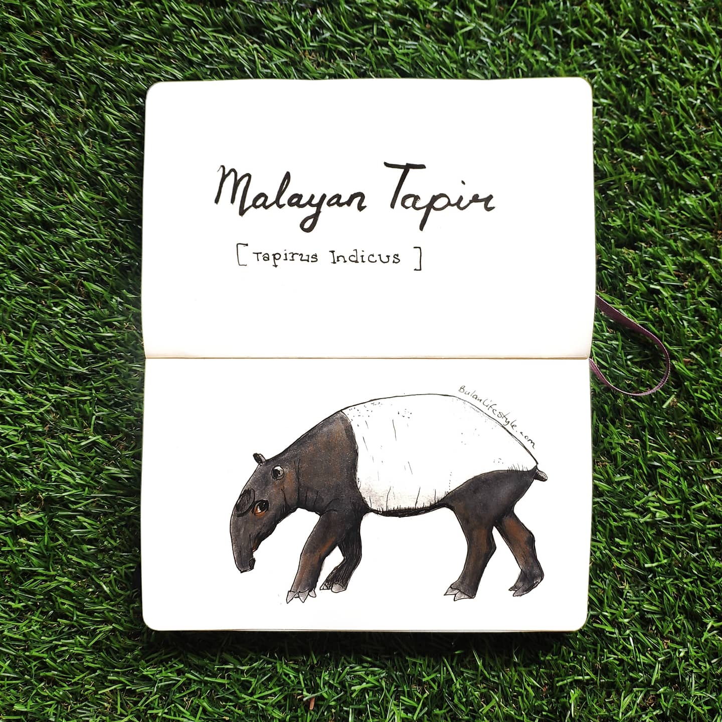 Malayan Tapir