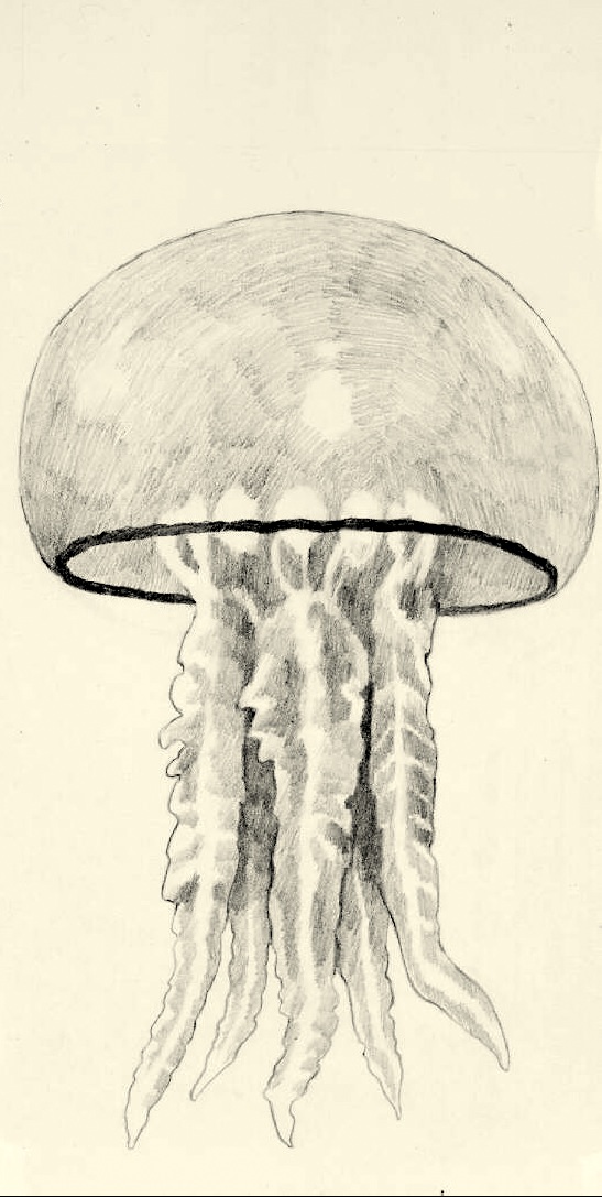 study of jellyfish for upcoming sci-fi project