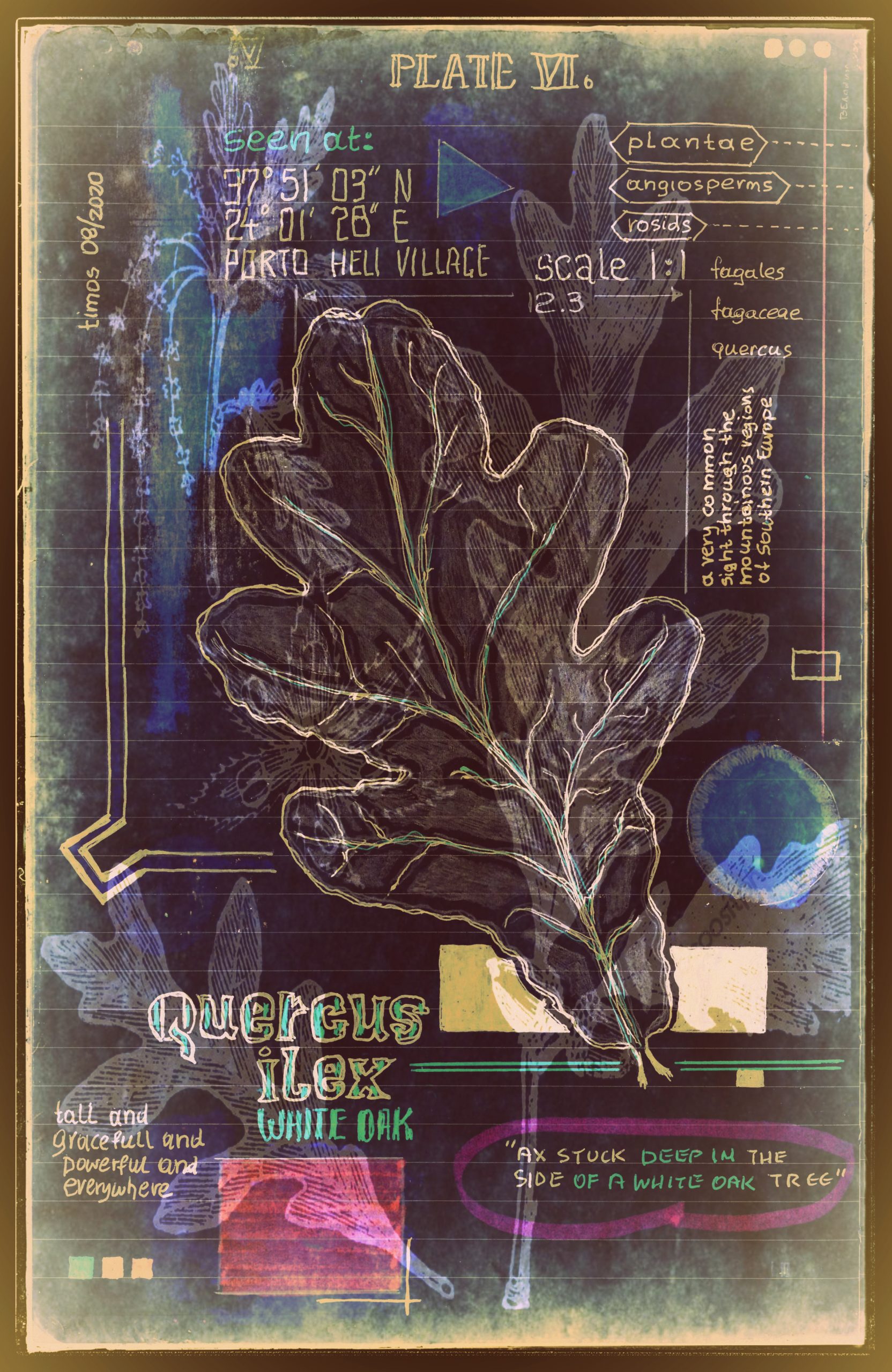 signum plantae | tableau 06