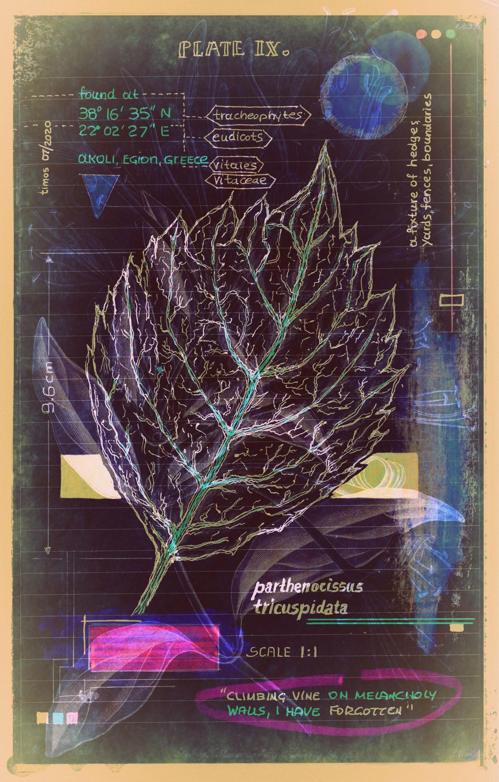 signum plantae | tableau 09