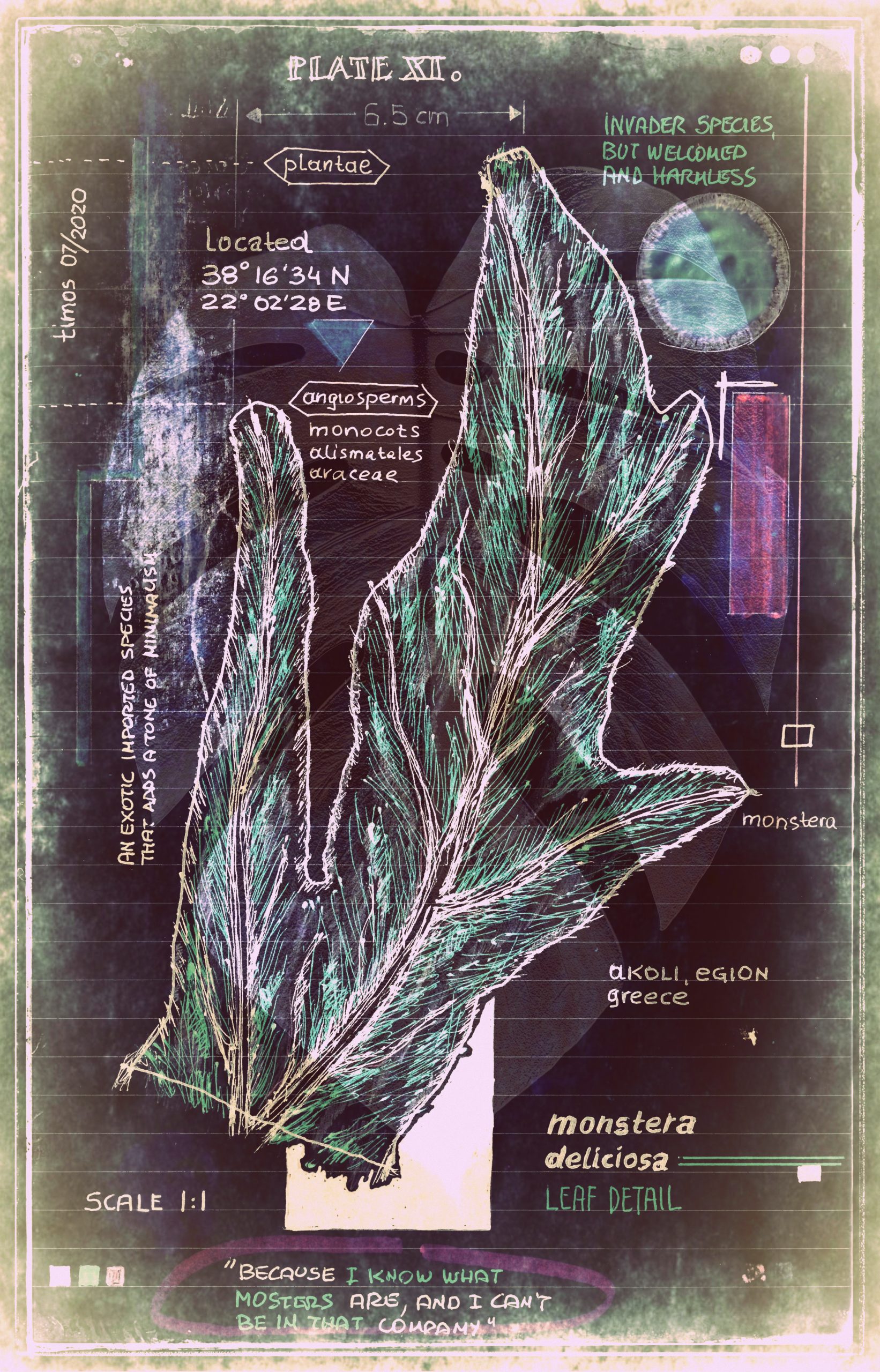 signum plantae | tableau 11