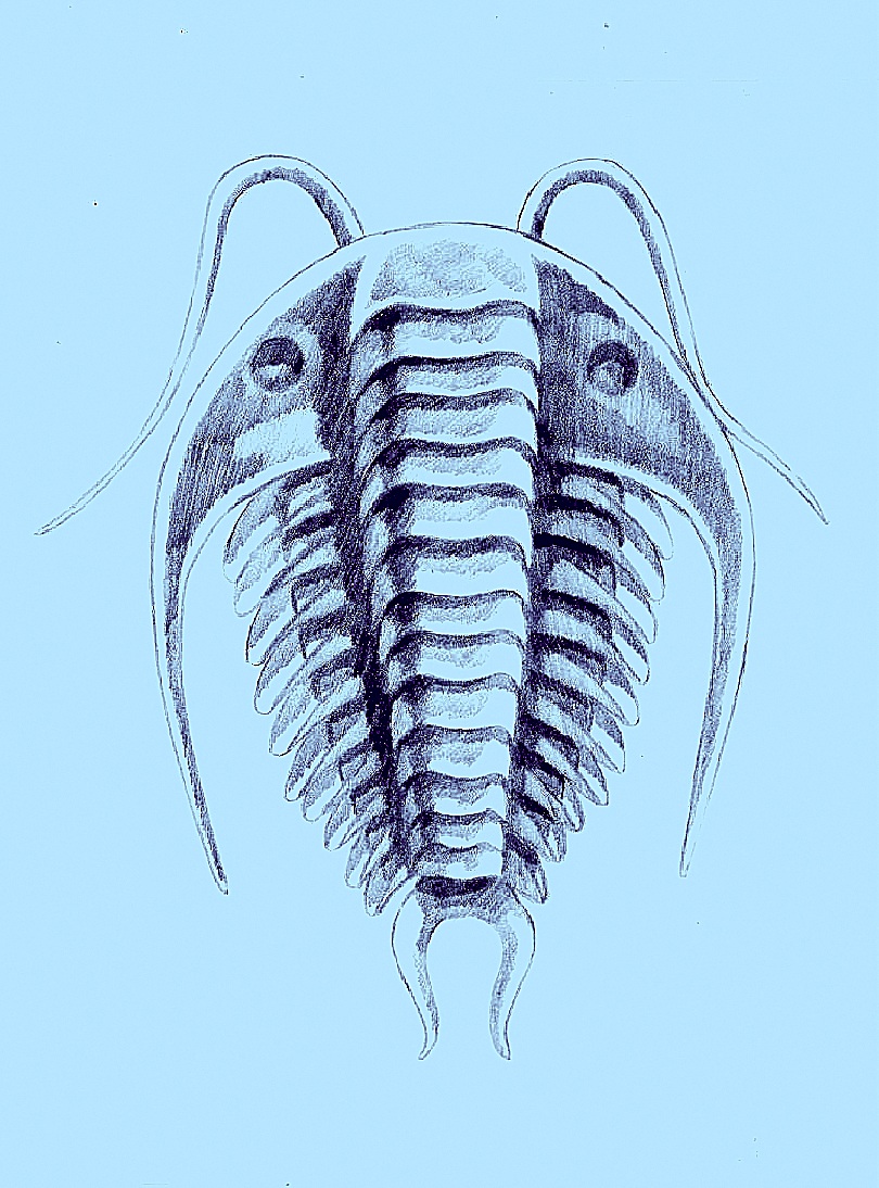 study of trilobite for upcoming sci-fi project
