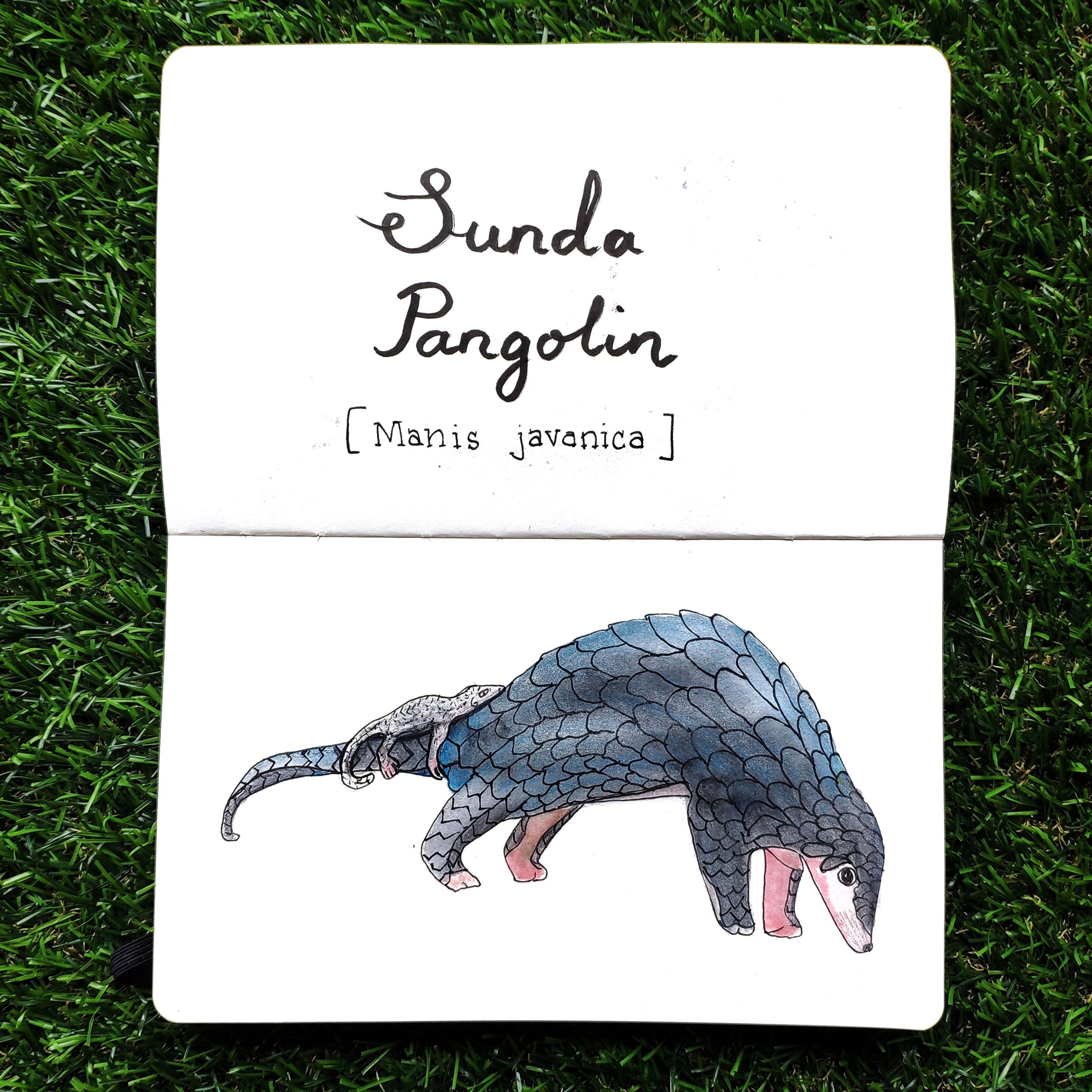 Sunda pangolin