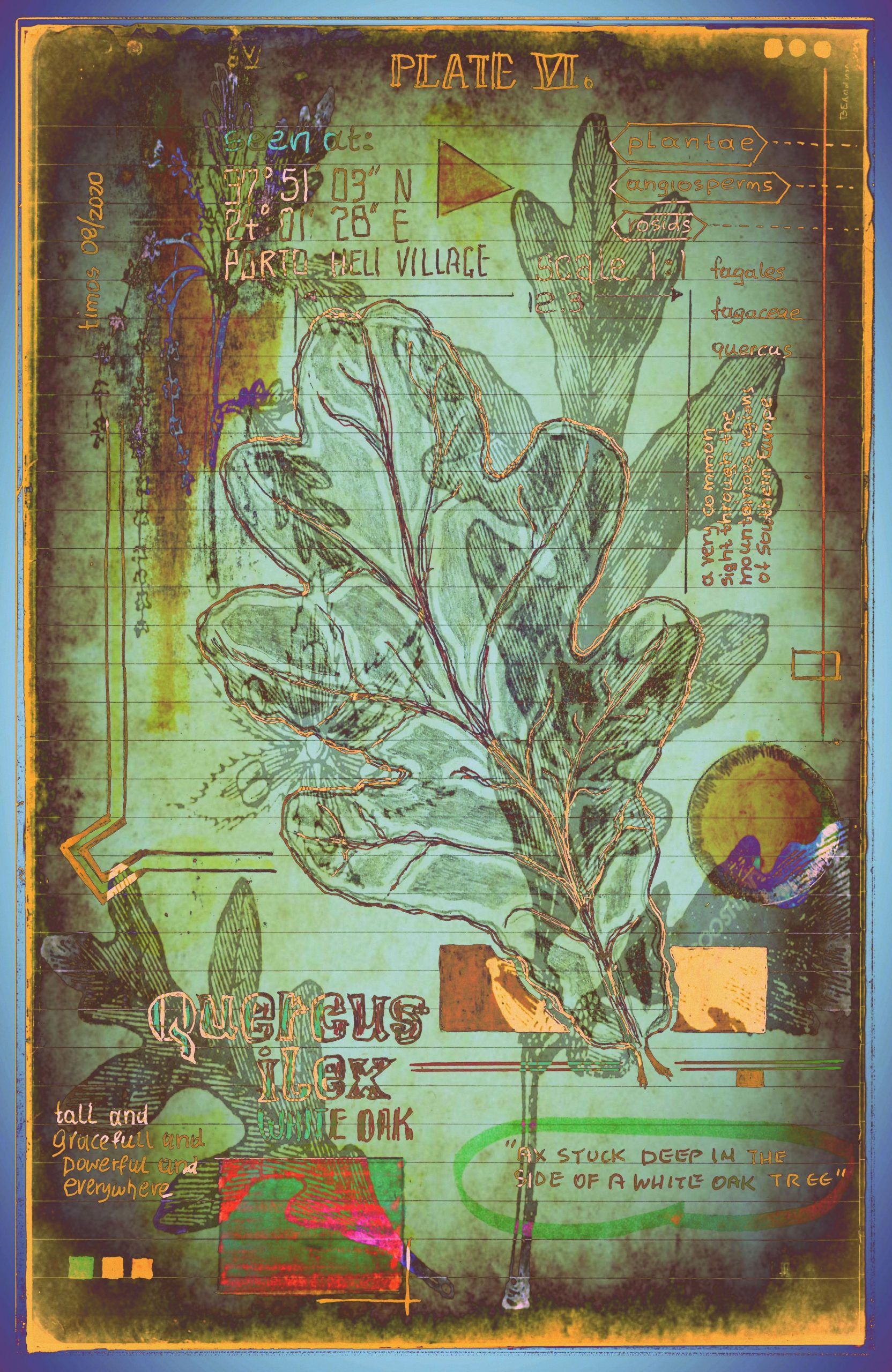 plantae | encaustic plate 06