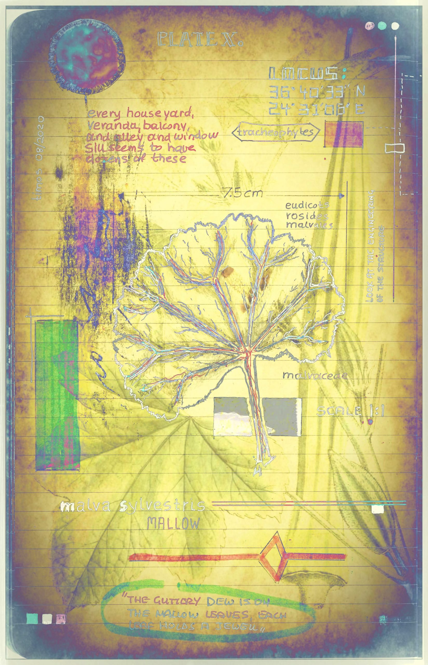 mirantibus et plantae | monoptych 10