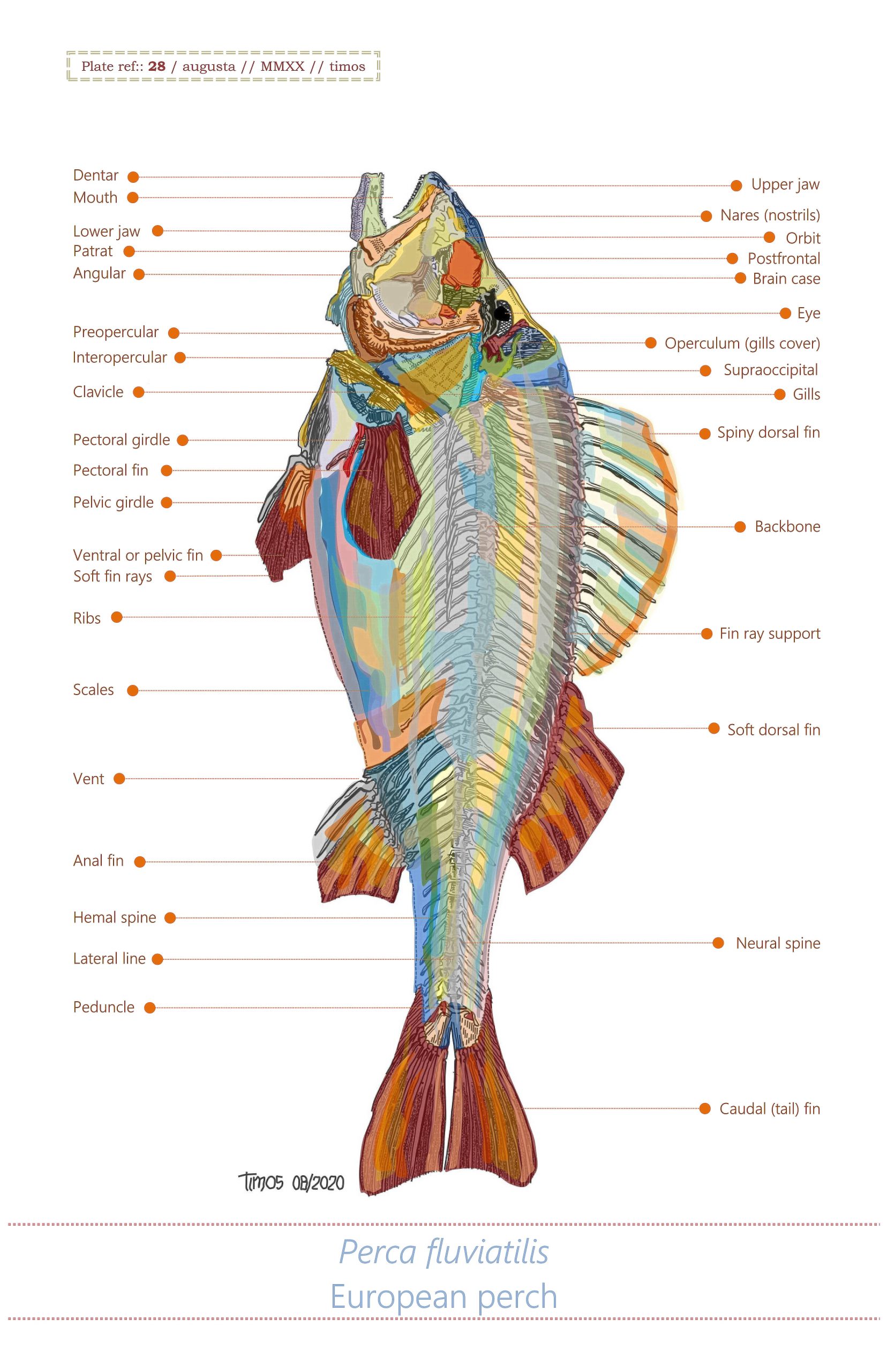 fish skeleton | 04.19.2021