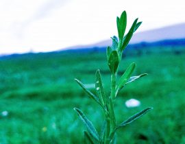 Flower With Mount View