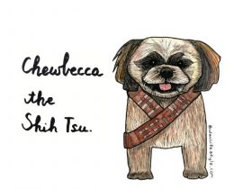 Chewbacca the Shih Tzu