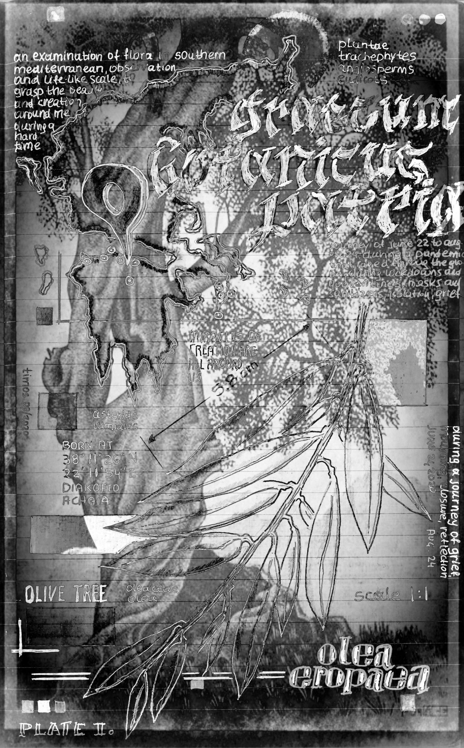 flora mirabilis | graphitus 01