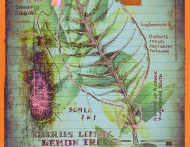 plantae | encaustic plate 12