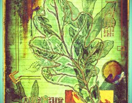 plantaneum prosperatus | plate 06