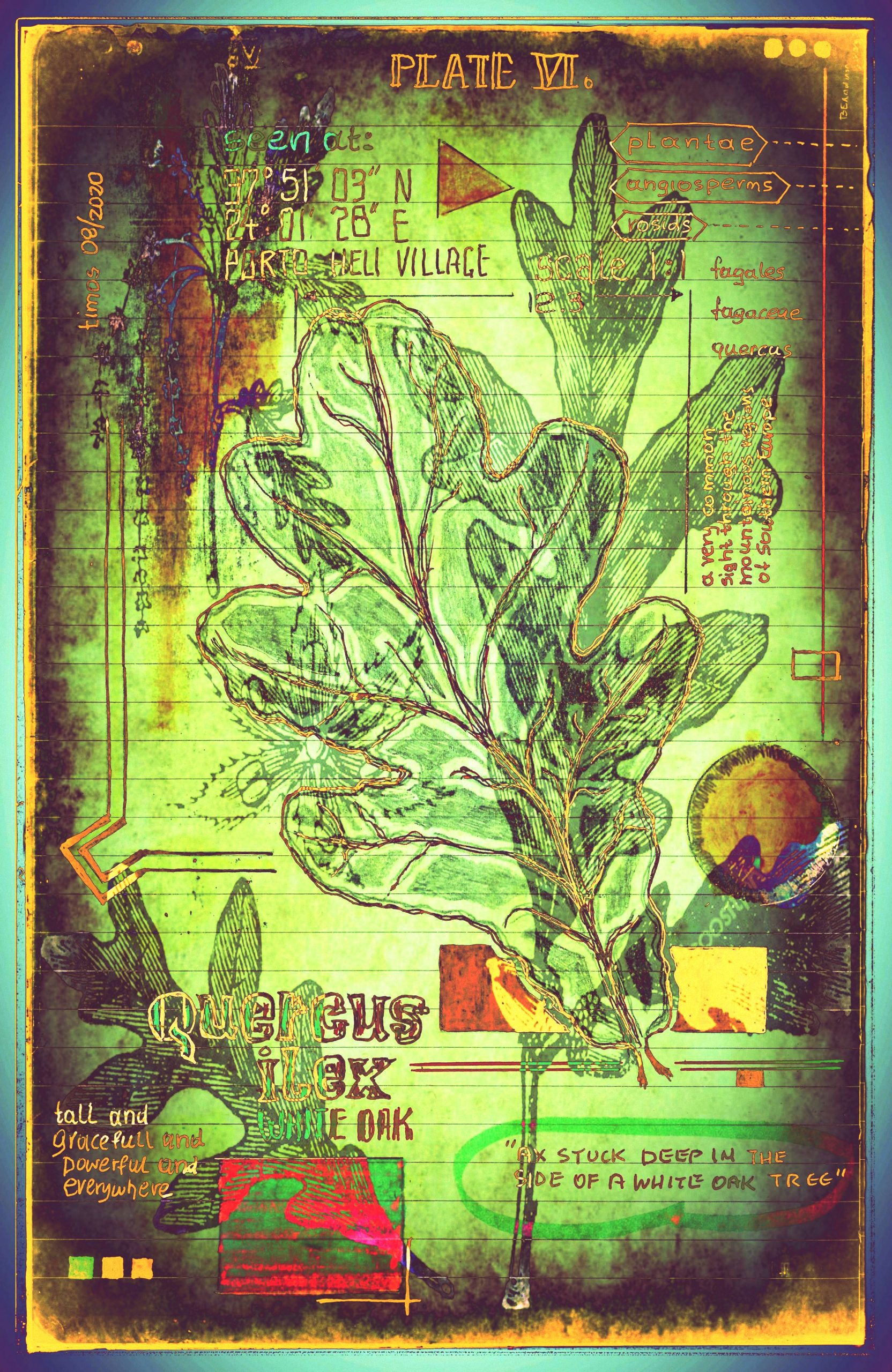 plantaneum prosperatus | plate 06
