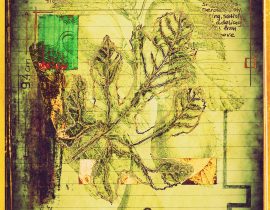 plantaneum prosperatus | plate 07