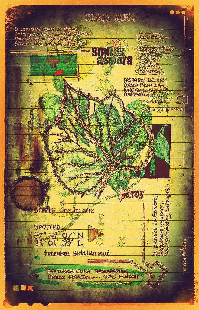 plantaneum prosperatus | plate 08