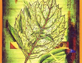 plantaneum prosperatus | plate 09