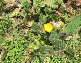 Spring Cactus