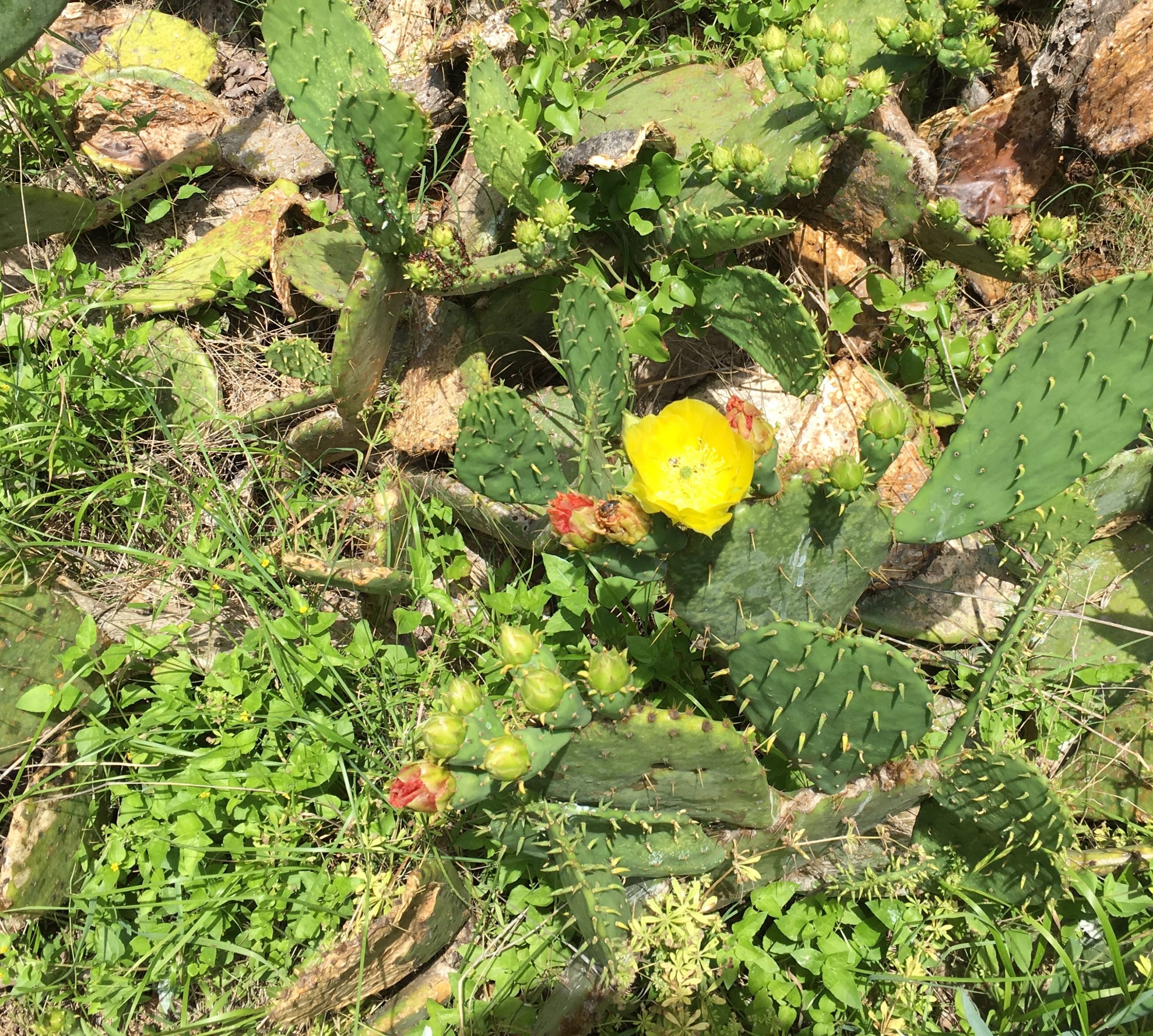 Spring Cactus