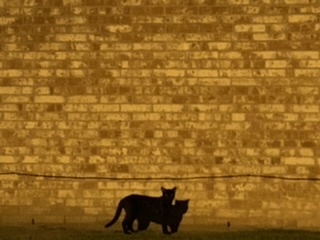 Black cat with Shadow