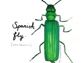 Spanish fly