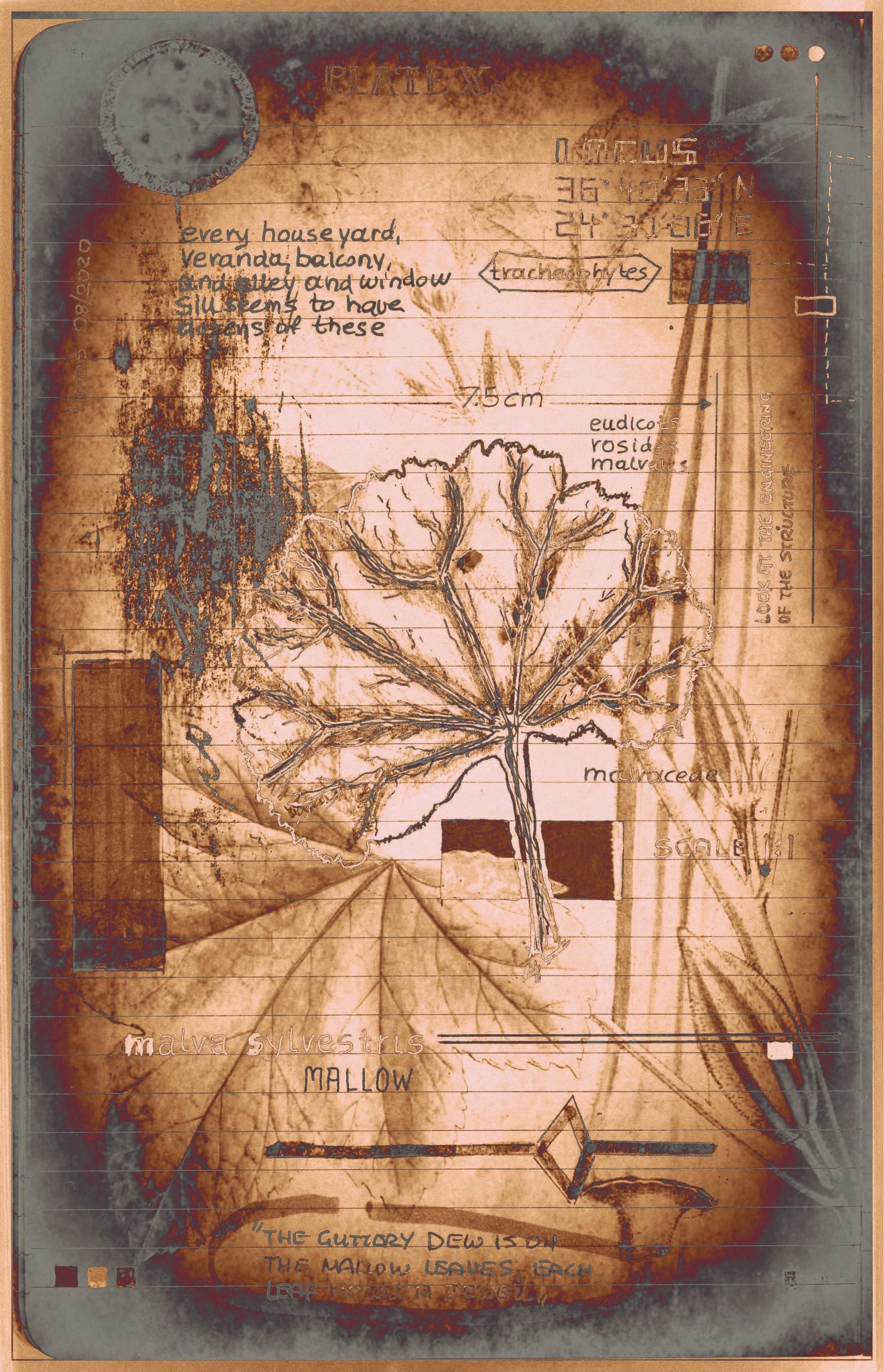 plantae solaricus | tabla 10