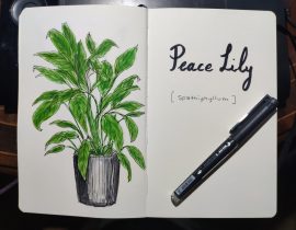 Peace Lily