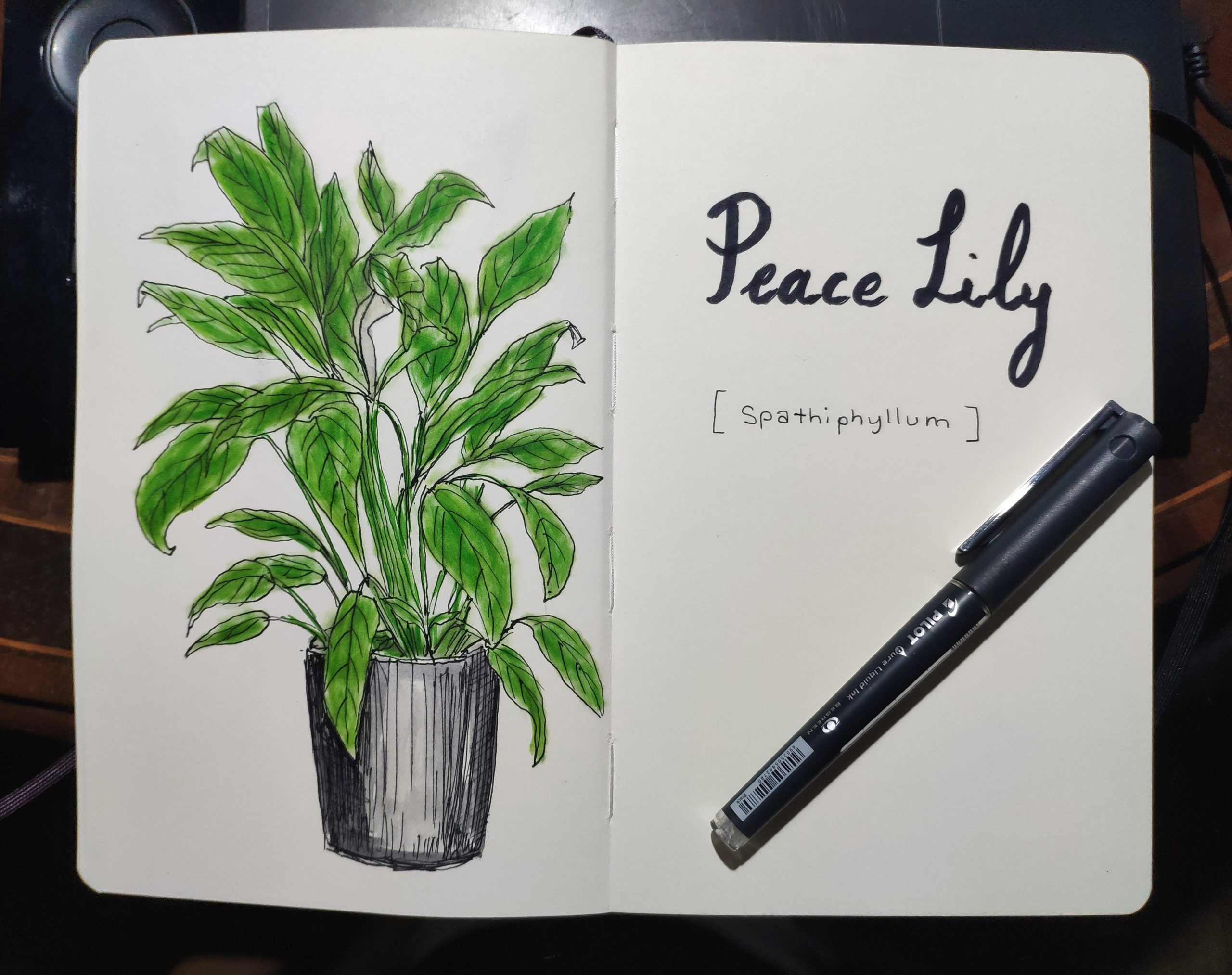 Peace Lily