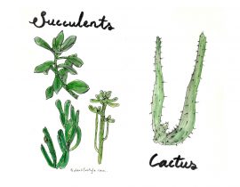 Succulents and cactus