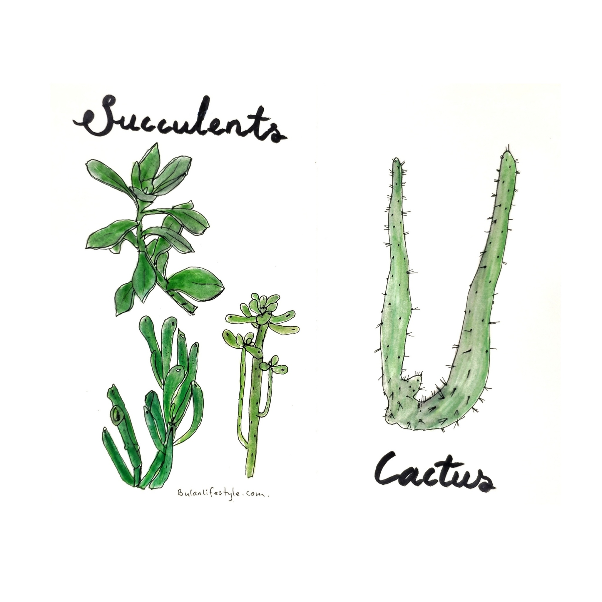 Succulents and cactus