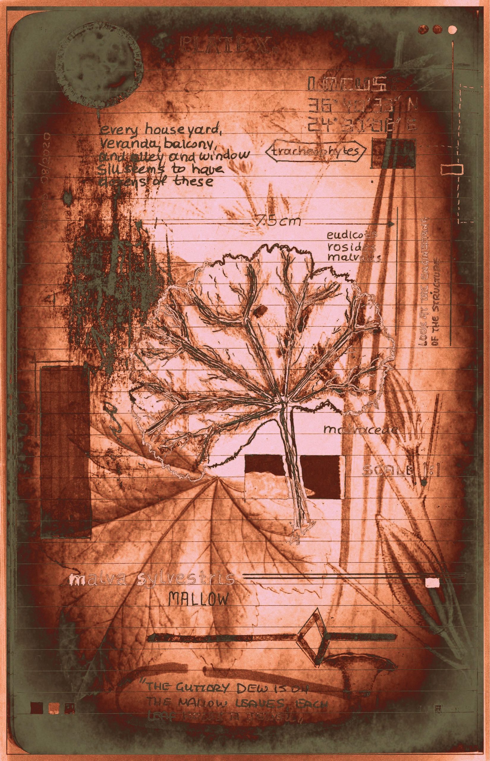 floraritum positum :: tbl a.10