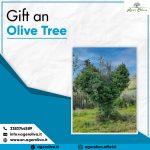 Gift an Olive Tree