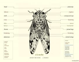 of cicadas, etc
