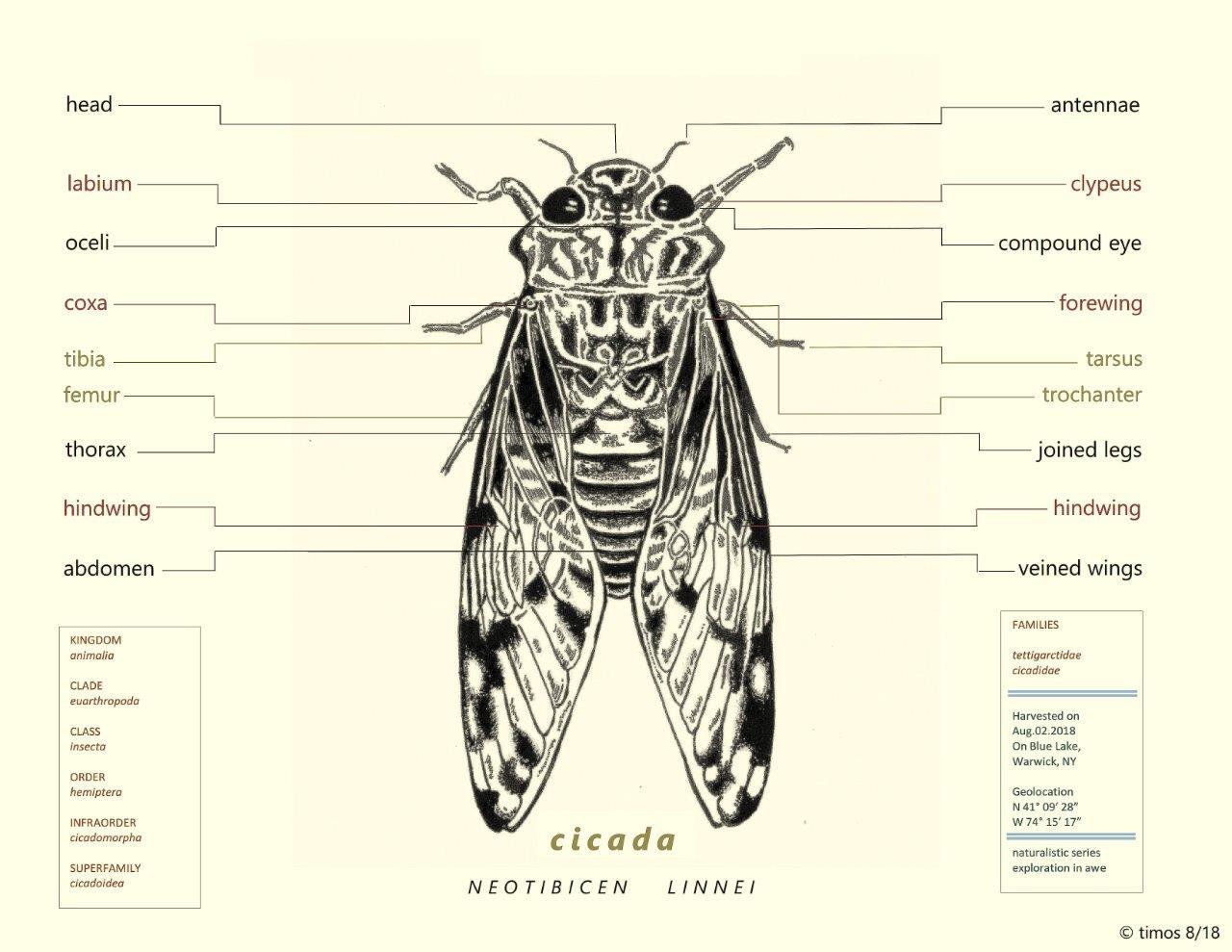 of cicadas, etc