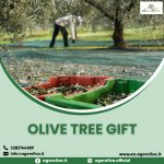 Olive Tree Gift
