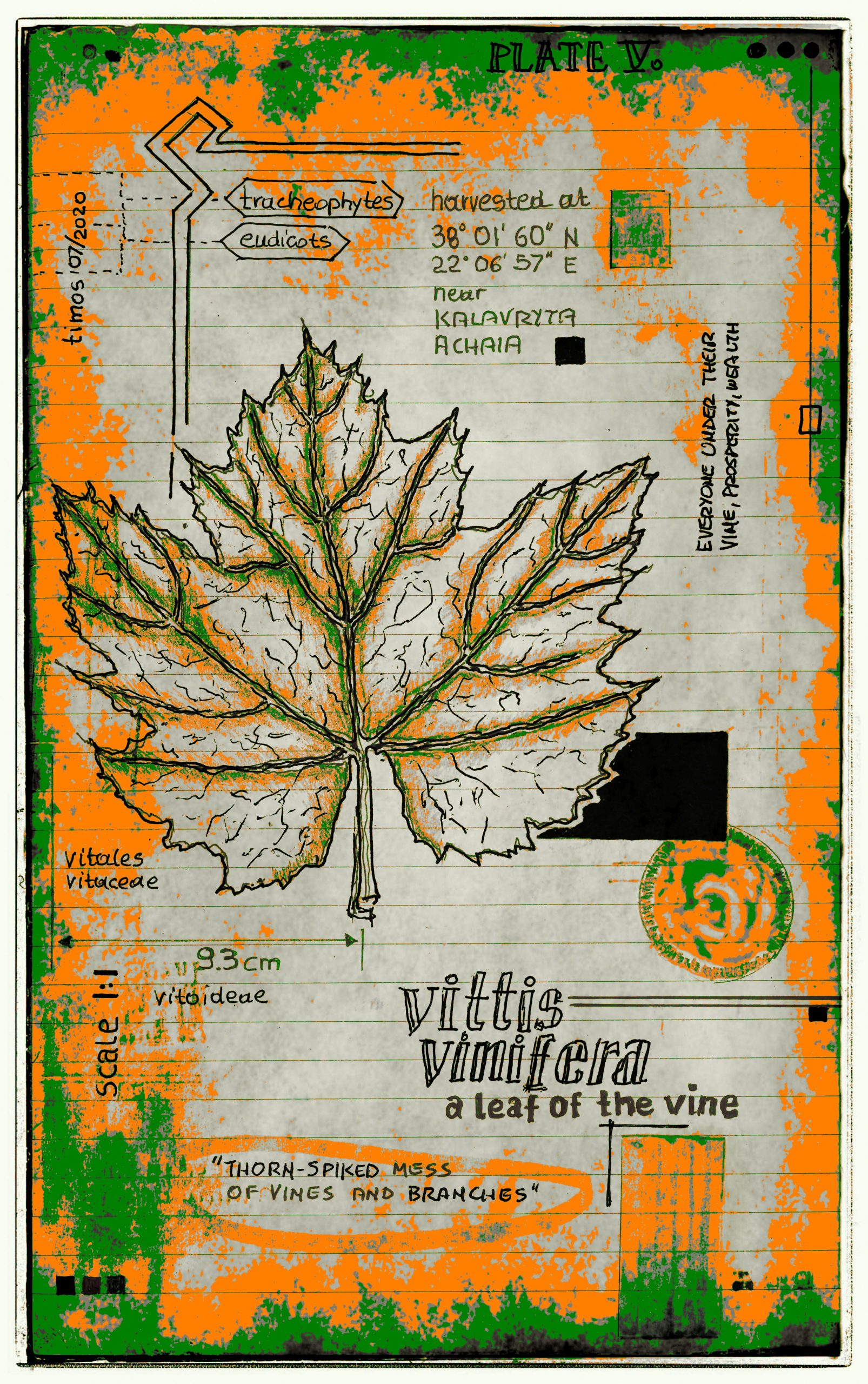 vitae verdantix planta / folio a.05